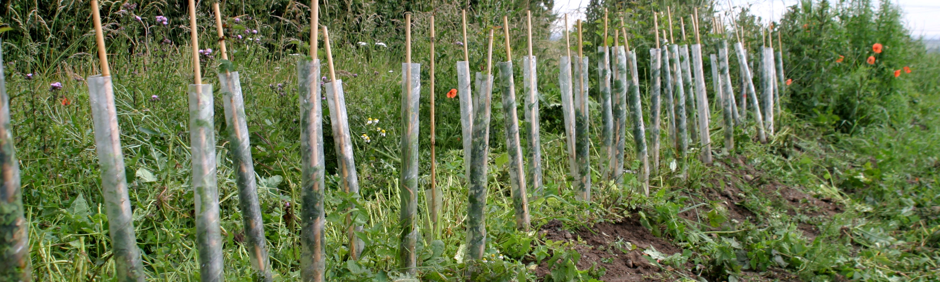 Row of Spiral Tree Guards